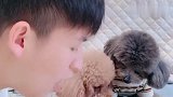 泰迪灰崽抢了崽胖子的肉干，结果被崽胖子按在墙上打，太逗了