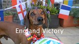欧洲杯的章鱼保罗！著名腊肠犬预测：英格兰胜乌克兰晋级