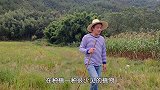 村里有人种植一种少见的植物，对已婚妇女很有帮助，你有见过吗