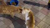 偶遇两只小猫咪在街上吵架