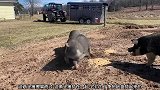 两头猪为了地面上的食物打起来了，粉色猪都不想管了