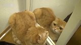 橘猫:里面那只猫咋进去的咋跟我这么像呢