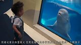 萌娃在水族馆看鲸鱼，忽然白鲸一个举动，原谅我没忍住！