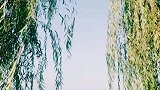 池塘边柳树下有那蜻蜓在玩耍