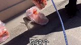 这么贪吃的马，你见过吗？征集萌宠审核员 飓风呀