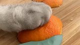 猫咪做的橙子小熊，隔壁小孩都馋哭了
