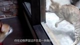 虎毒不食子斑马为何要将自己的亲生孩子置于死地答案全在这里