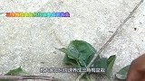 路边捡来的三角梅枝条，如何一个多月养成开花盆栽