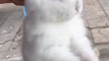 男子买了只兔子，提着耳朵兔子自己转了起来