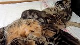 睡在一团的小奶猫们，围在猫妈妈的身边，很幸福吧！