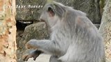 小猴杰登全身抽搐，手足无措的猴妈急得快疯了，嘴里念念有词