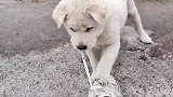 狗狗能有什么坏心思呢
