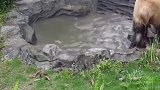 大熊猫：这水池的水咋这么黑，不会是我的黑大衣掉色了吧！