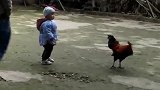 大公鸡：这个熊孩子，不好惹呀！