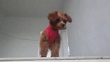 泰迪犬二个月了还不会下楼梯呀真是胆小啊