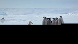 阿德利企鹅“舍身”保护帝企鹅幼崽，看似感人，其实另有所图！