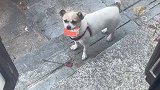 也不知道是谁家的小狗喂过两次，现在经常叼着纸片塑料袋烟头来到我这换吃的