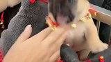 这才是真正的战斗犬
