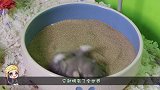 现场实验：仓鼠可以用筷子夹起来吗？镜头拍下全程