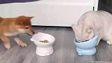 狗子趁猫咪吃饭时竟做出这种事，猫咪的反应亮了
