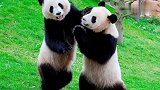 十二星座变身为可爱熊猫，你觉得谁最萌呢？