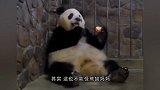 大熊猫宝宝打妈妈，结果被熊猫妈妈摁着一顿打，场面笑翻了