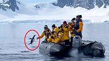 南极：戏剧一幕！企鹅为躲避虎鲸追杀跳上游船
