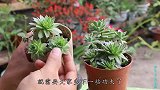 一种多肉界的“莲花”，养不好容易徒长，教你养出好状态