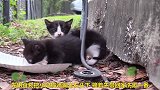 失去母亲的小野猫，被好心人收留后，结果很暖心