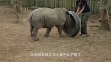 小犀牛出门有妈妈撑腰真是嘚瑟，遇到谁都敢惹，真是飘了
