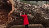 这大树雕看着太震撼了，外表看就是木头，里面却大有乾坤