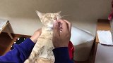 猫咪坐在主人腿上，脑袋搭在主人手上，一副懒洋洋的模样