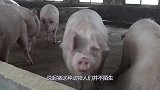 日本饲养17头“半人半猪”，体内有着人类器官，看完你能接受吗