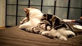 两只在一起玩耍的猫咪，这萌萌哒的样子，好可爱呢！