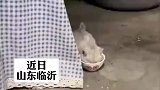 捕获一只可爱醉奶小猫，猫咪喝一口奶