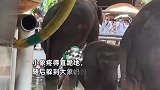 网传西双版纳一小象被多人用针状物扎，小象疼得直跪地，公园回应