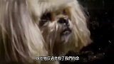 主人患有糖尿病，柯基能察觉主人的血糖浓度，并提醒主人吃药！