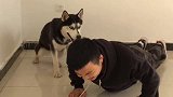 主人在做俯卧撑，金毛的举动好暖，二哈的做法好搞笑