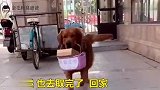 金毛去拿快递，快递小哥怕金毛，金毛的做法值得我们点赞