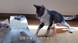 猫咪和同伴打架，一看就是惹不起的猫啊，王者之间的对决！