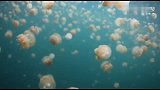 极限-15年-潜水狂人生至高体验！水母群中潜水奇幻美景-新闻