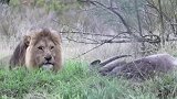 狮子之战 动物可以打败狮子