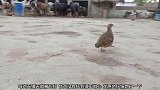 竹鸡无缘无故跑过去打母鸡，母鸡为了保护小鸡仔，也没有离开