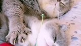 猫爸爸一边睡觉还能一边带孩子，真是睡觉带娃两不误