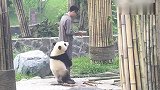 大熊猫寸步不离的抱着饲养员，真逗太可爱!
