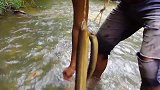 三条老黄鳝，隐居小哥烤熟后大吃起来