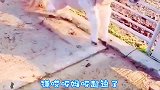 搞笑配音：上辈子不敢做的事，现在终于做到了，大人们羡慕去吧