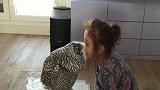 扎心了！小女孩和猫头鹰互相亲吻，一对亲密无间的好朋友