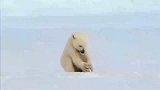 北极熊宝宝哎呀呀，吓死本熊了
