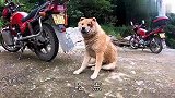 田园犬松松外出被打伤，估计是被坏人盯上了，这伤口太让人心疼了